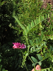 Vicia nigricans