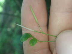 Cardamine forsteri