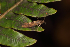 Cryptaspasma