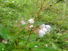 Jovellana sinclairii