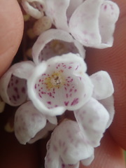 Jovellana sinclairii