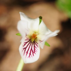 Viola pallens