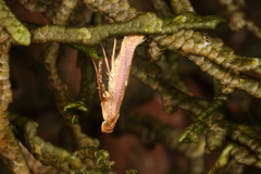 Caloptilia selenitis