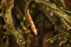 Caloptilia selenitis