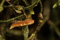 Caloptilia selenitis