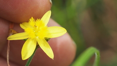 Tricoryne muricata