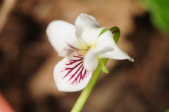 Viola pallens