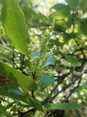 Muehlenbeckia complexa grandifolia