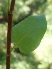 Muehlenbeckia complexa grandifolia