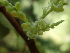 Muehlenbeckia complexa grandifolia