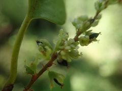 Muehlenbeckia complexa grandifolia