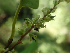 Muehlenbeckia complexa grandifolia