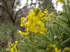 Adenocarpus viscosus image