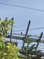 Lonchura atricapilla