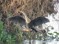 Anhinga anhinga