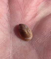 Crepidula convexa