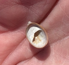 Crepidula convexa
