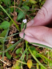 Vicia acutifolia