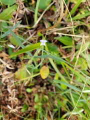 Vicia acutifolia