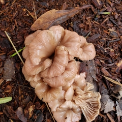 Scytinotus longinquus