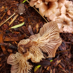 Scytinotus longinquus