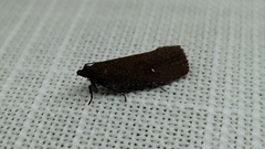 Cryptaspasma sordida