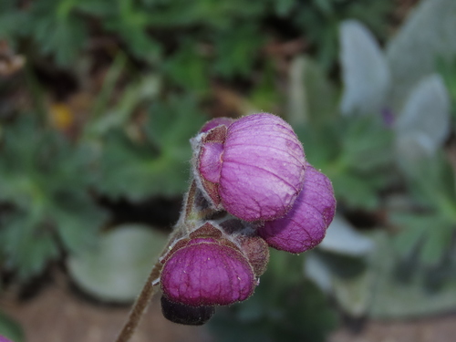 Calceolaria arachnoidea (Calceolaria arachnoidea)