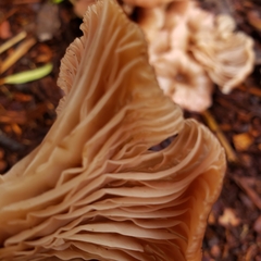 Scytinotus longinquus