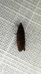 Cryptaspasma sordida