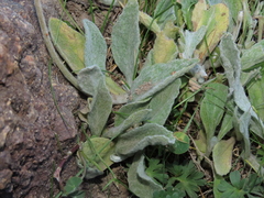Calceolaria arachnoidea