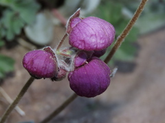 Calceolaria arachnoidea