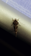 Macrobathra ceraunobola