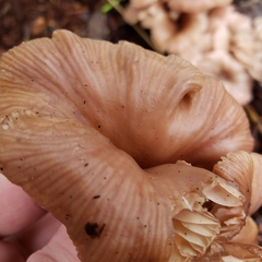 Scytinotus longinquus