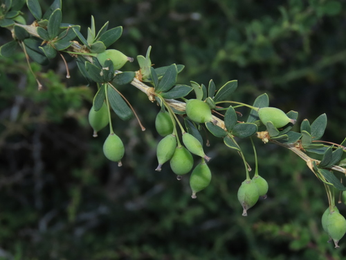 Berberis montana, photograph 6