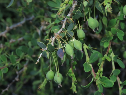 Berberis montana, photograph 5