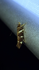 Macrobathra ceraunobola