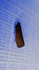 Cryptaspasma sordida