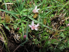 Lysimachia buxifolia