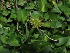 Caltha sagittata