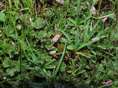 Lysimachia buxifolia
