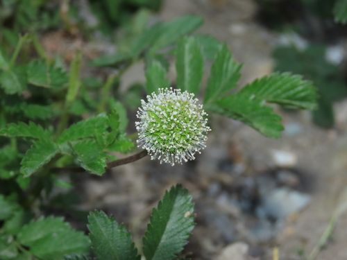 Acaena ovalifolia (Acaena ovalifolia)