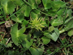 Caltha sagittata