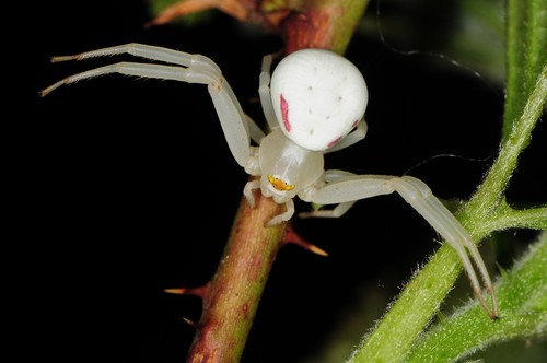 Geltonasis Žiedvoris nuotrauka