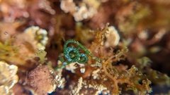 Chaetomorpha spiralis