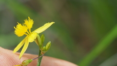Tricoryne muricata