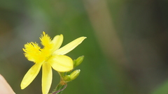 Tricoryne muricata