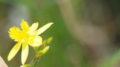 Tricoryne muricata