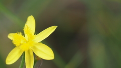 Tricoryne muricata