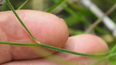 Tricoryne muricata