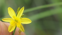 Tricoryne muricata